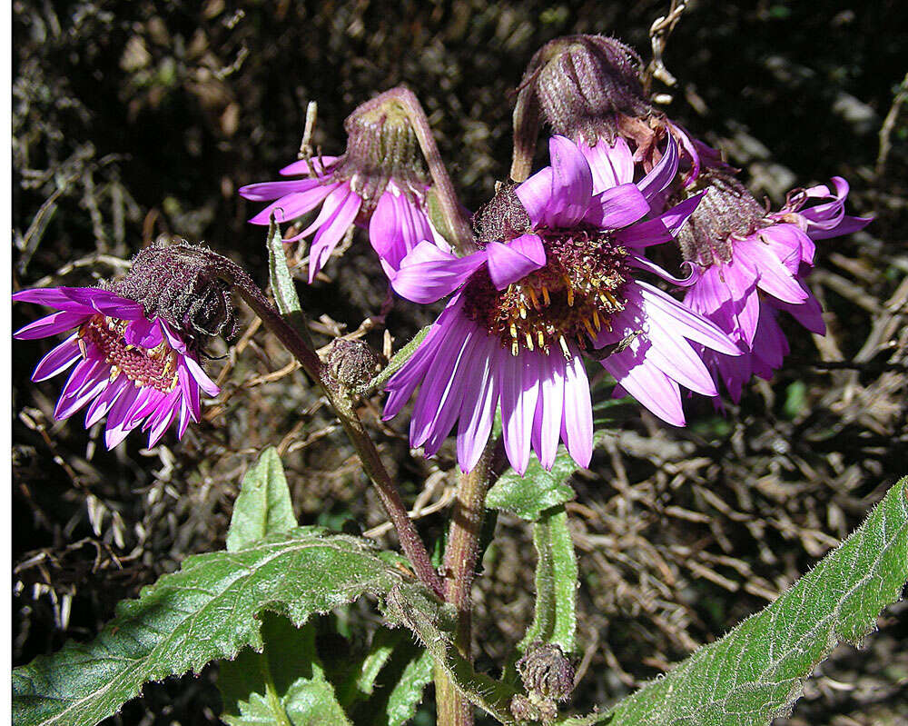 Image of Senecio formosoides Cuatrec.