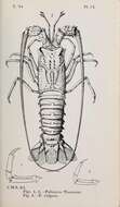 Image of Palinurus Weber 1795