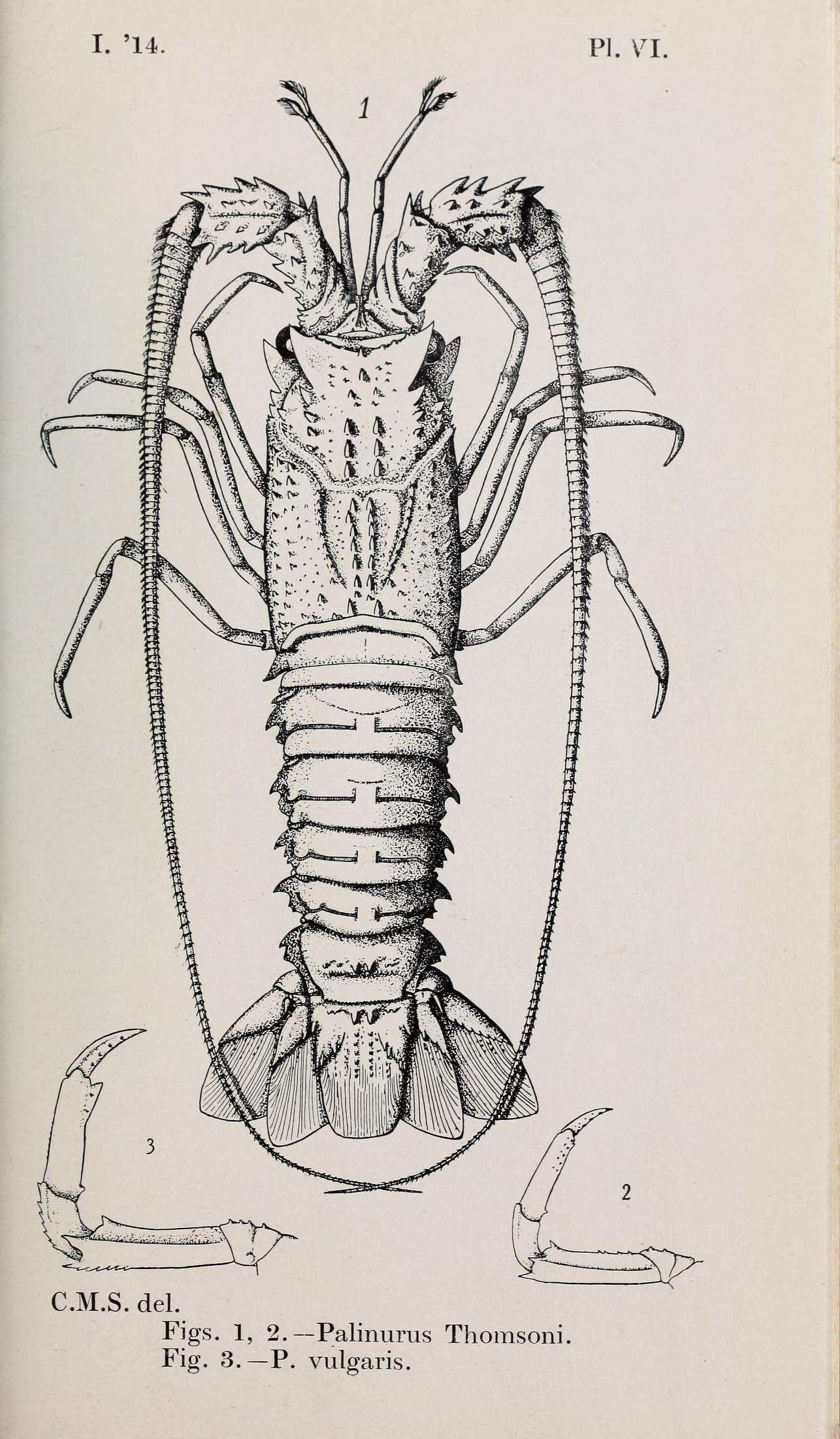 Image de Palinurus Weber 1795