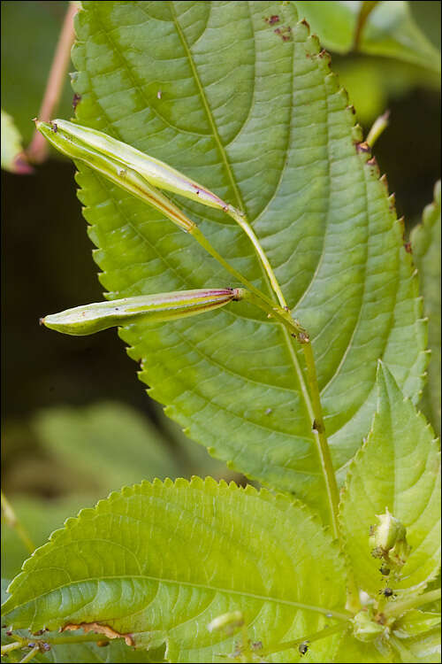 Image of small balsam