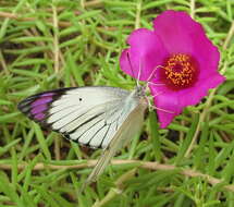 Image of Bushveld Purple Tip