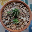 Sivun Euphorbia inconstantia R. A. Dyer kuva