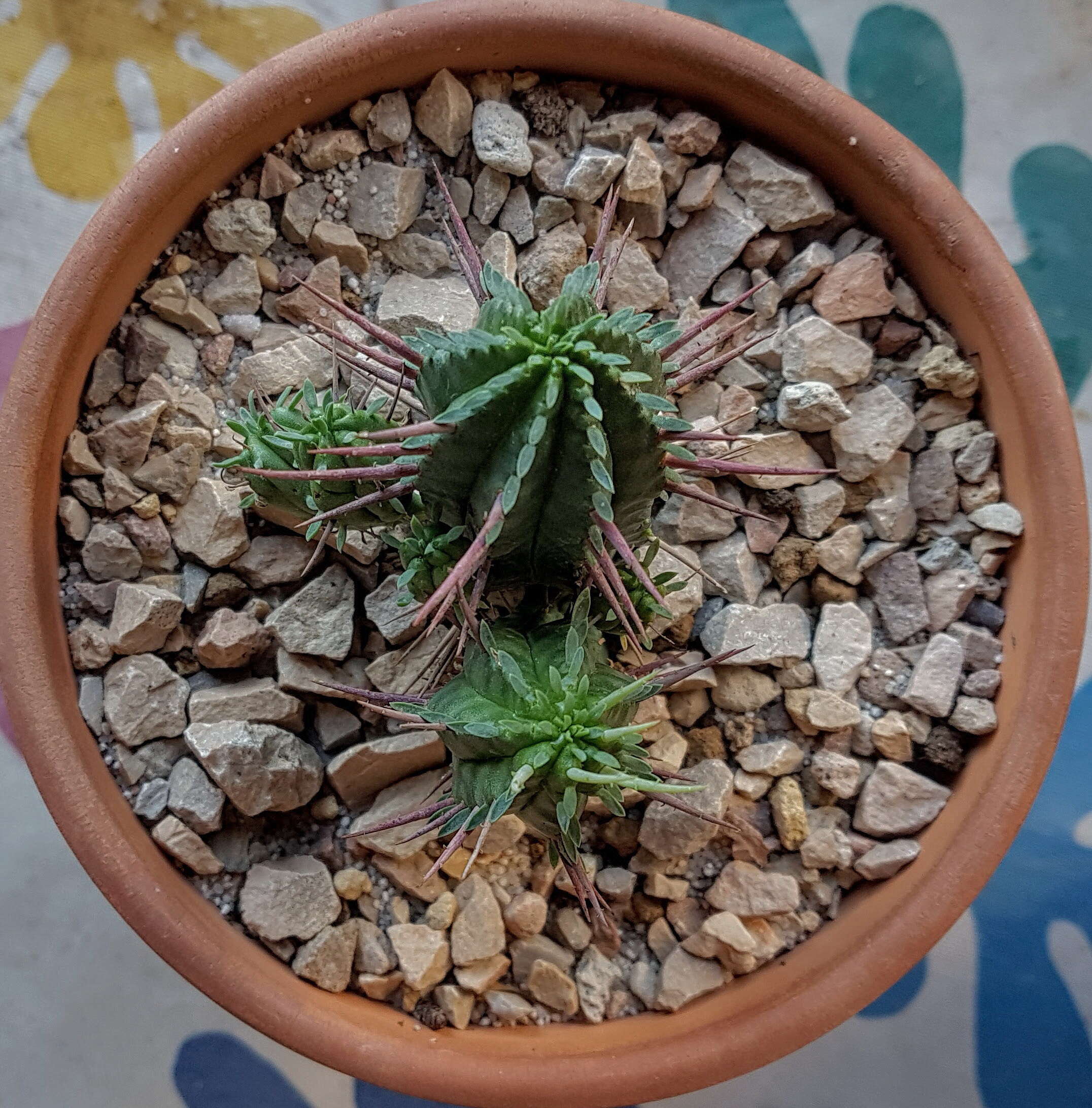 Imagem de Euphorbia inconstantia R. A. Dyer