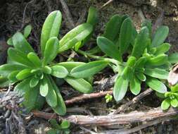 Image of Polynesian heliotrope