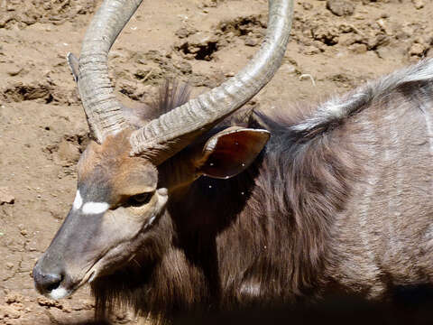 Image of Spiral-horned Antelope