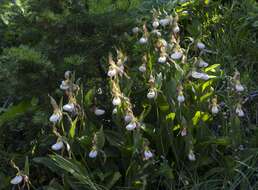 Imagem de Cypripedium montanum Douglas ex Lindl.