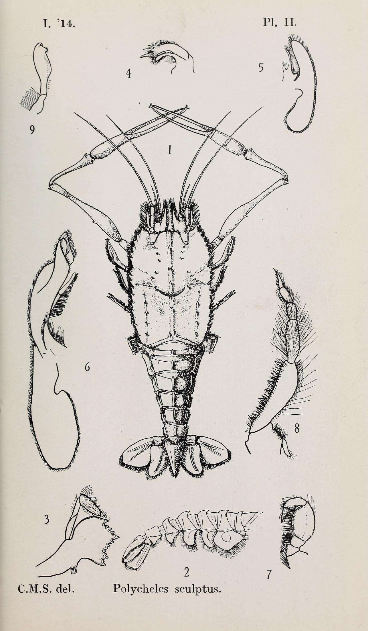 Image of deep-sea blind lobsters