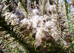 Liatris punctata Hook. resmi