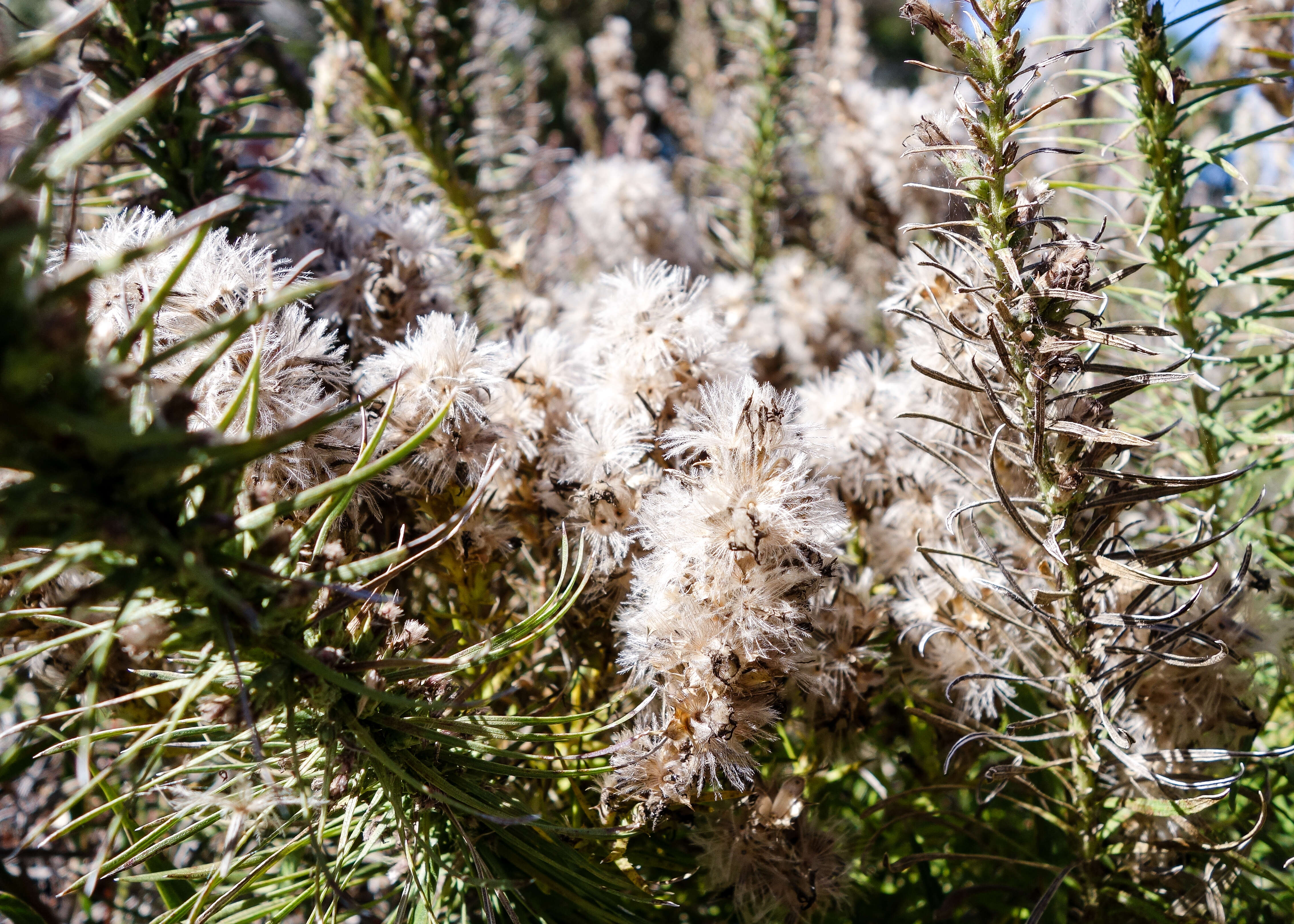 Liatris punctata Hook. resmi