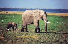 Image of <i>Loxodonta africana cyclotis</i> (Matschie 1900)