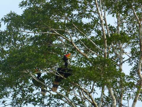 Image of Helmeted hornbill