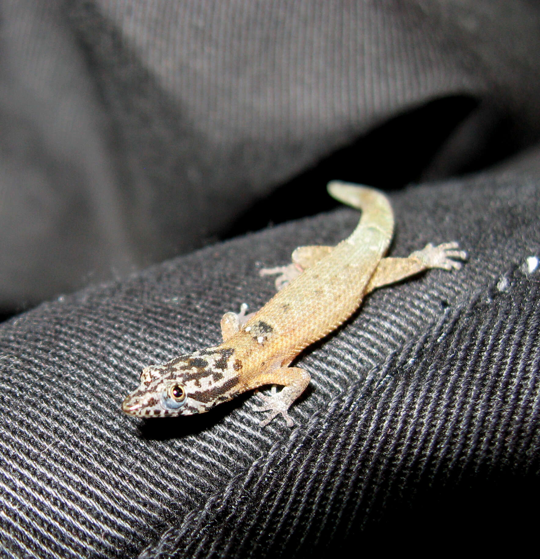 Image of big-scaled least gecko