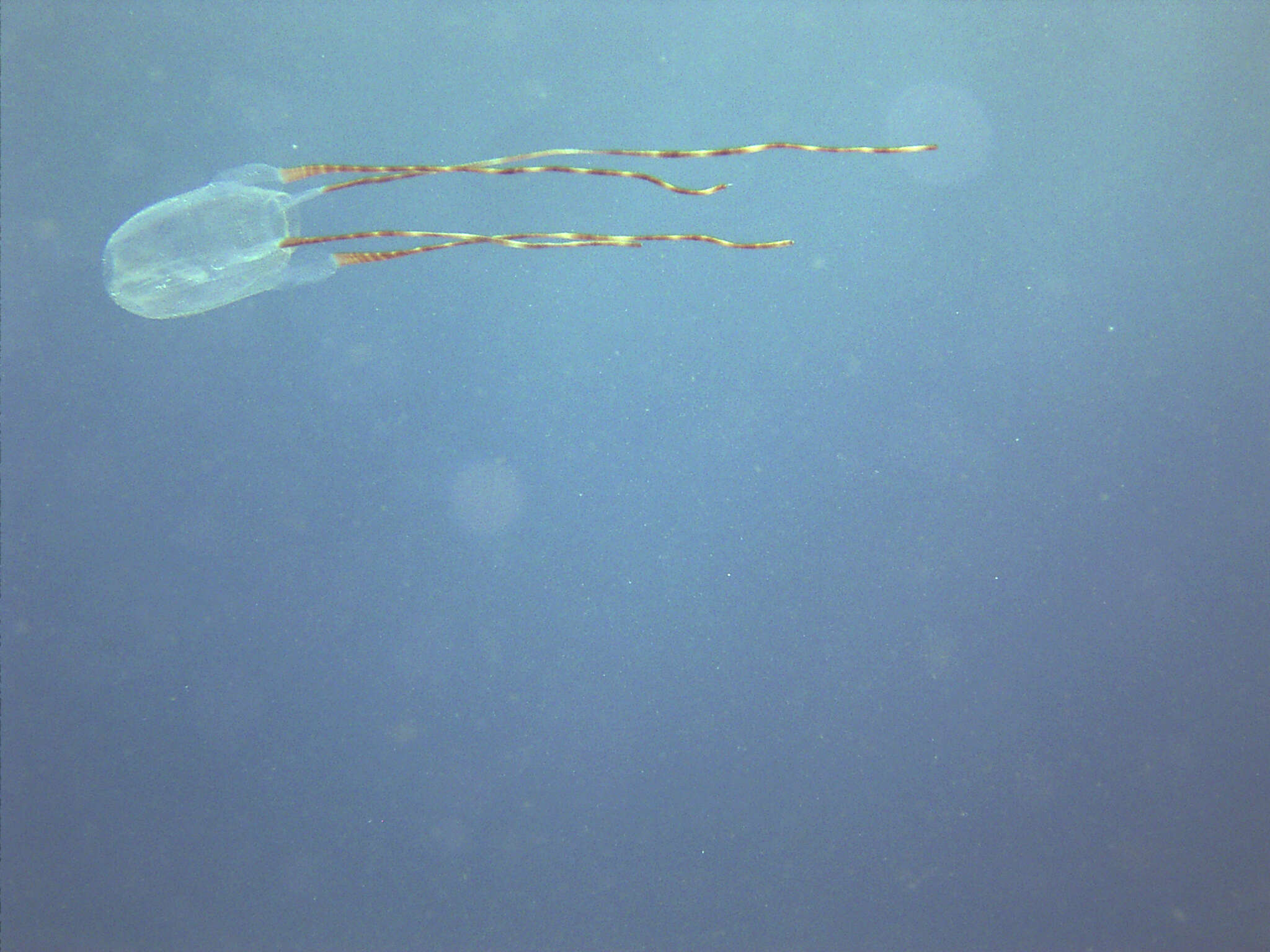 Image of box jellyfish