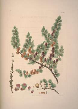 Larix laricina (Du Roi) K. Koch resmi