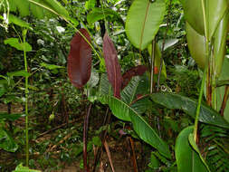 Image of Goeppertia vinosa (H. Kenn.) Borchs. & S. Suárez