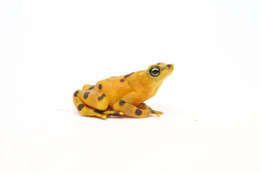 Image of harlequin frogs