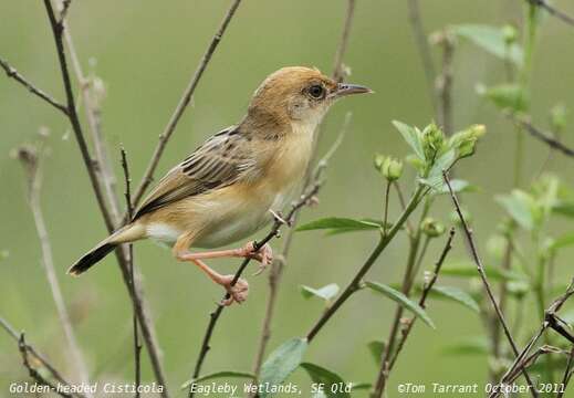 Image of Golden-headed Cisticola