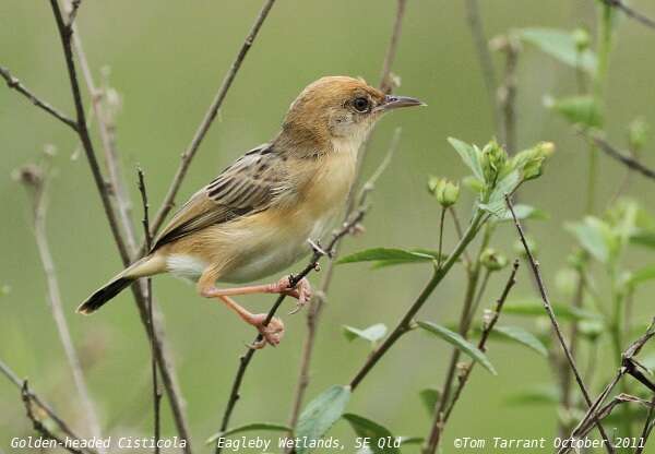 Image of Golden-headed Cisticola