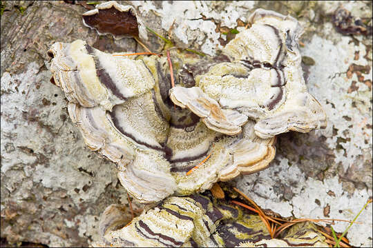 Image of Auricularia mesenterica (Dicks.) Pers. 1822