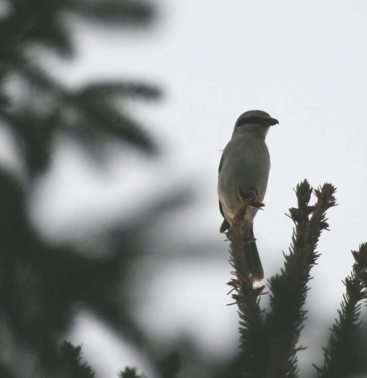 Image of true shrikes