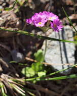 Plancia ëd Primula farinosa L.