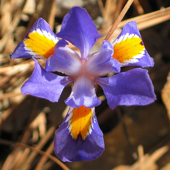 Image of dwarf violet iris