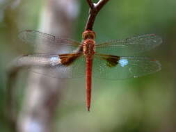 Image of Evening Skimmers