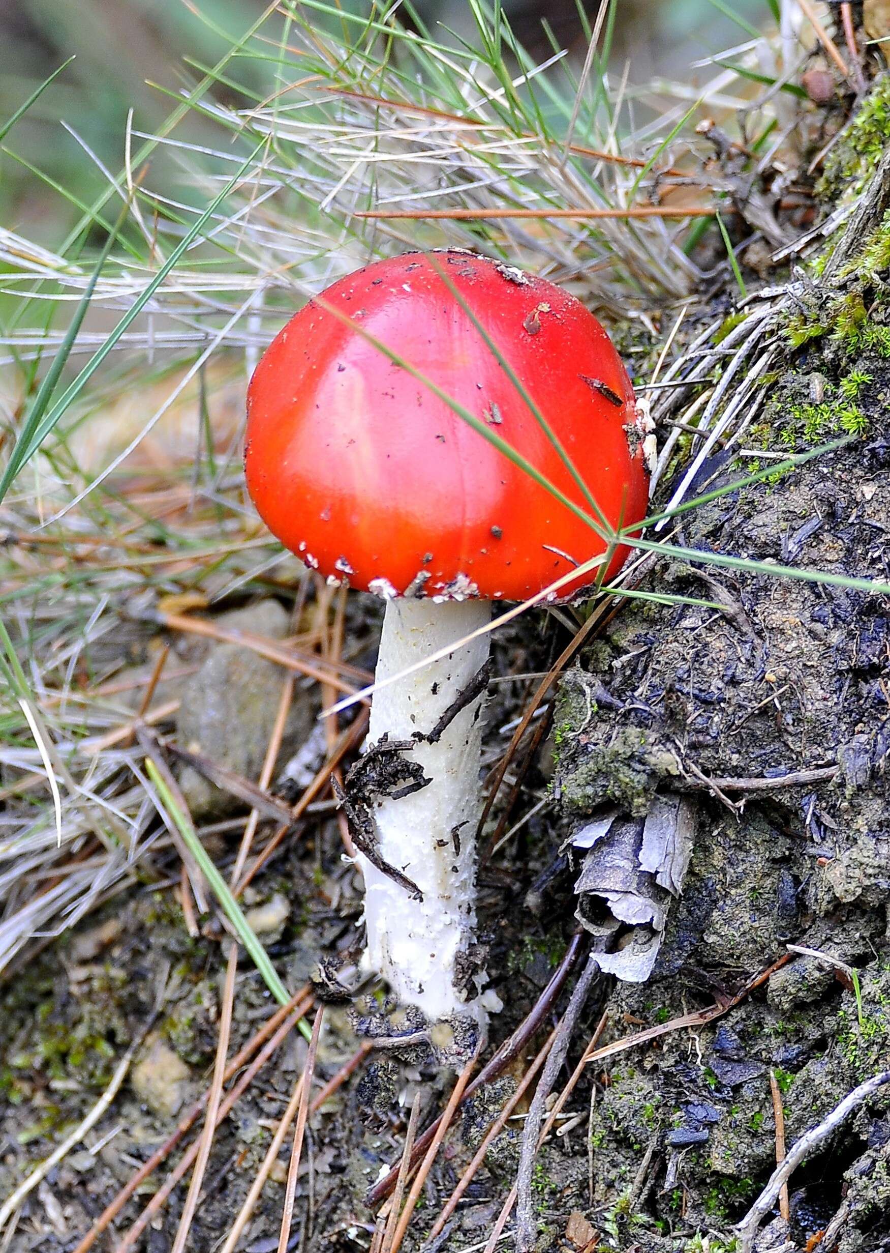 Image of Amanita