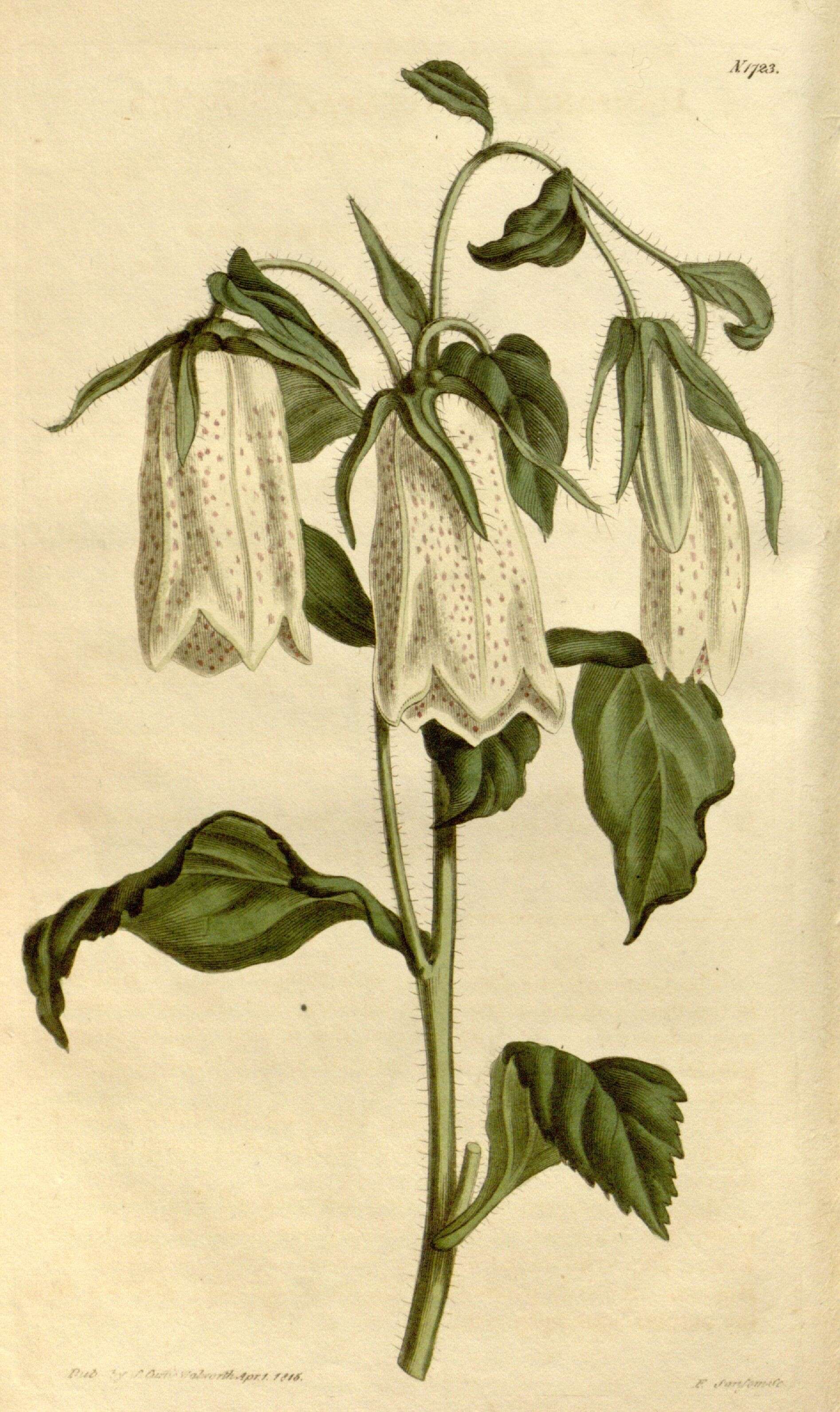 Image of spotted bellflower