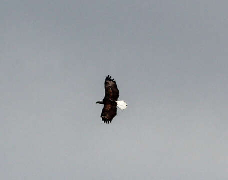 Image of Sea eagles