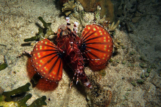 Image of Zebra lionfish