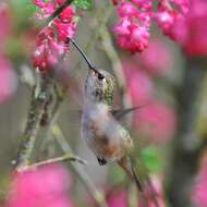 Image of Rufous Hummingbird