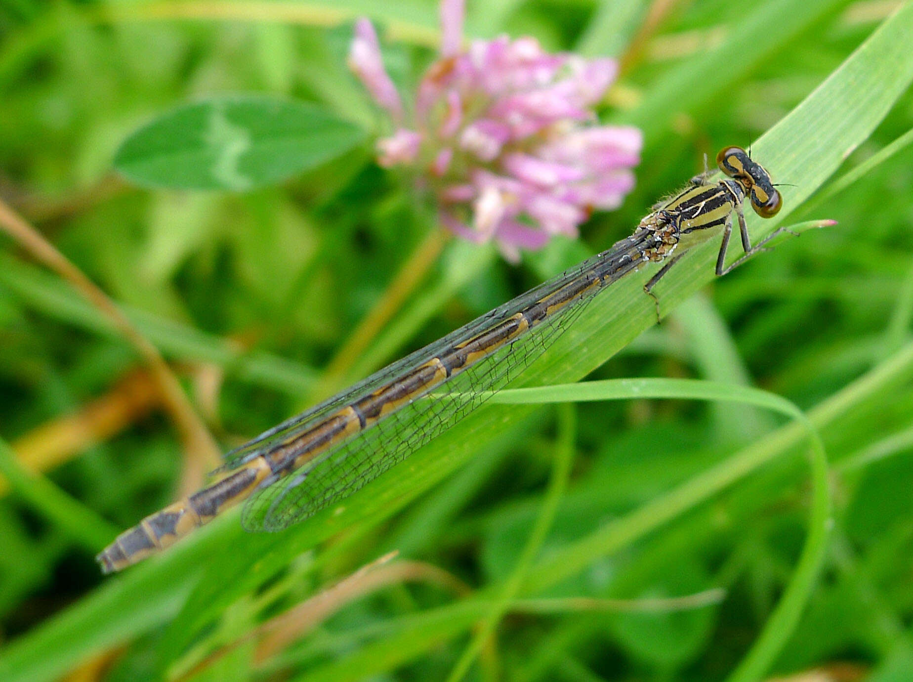 Image of bluet