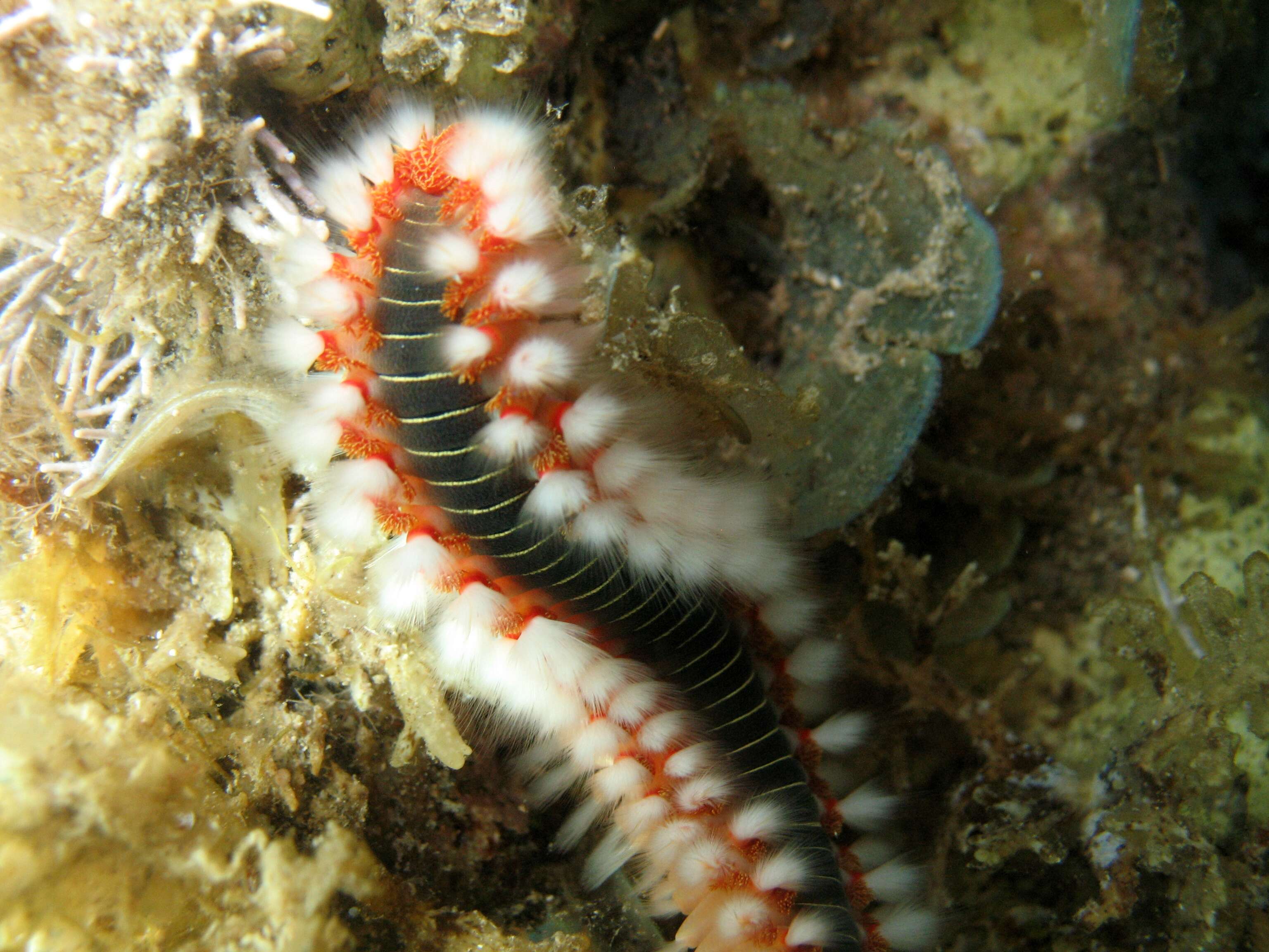 Image of Bearded Fireworm