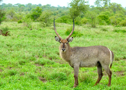 Image of Reduncinae