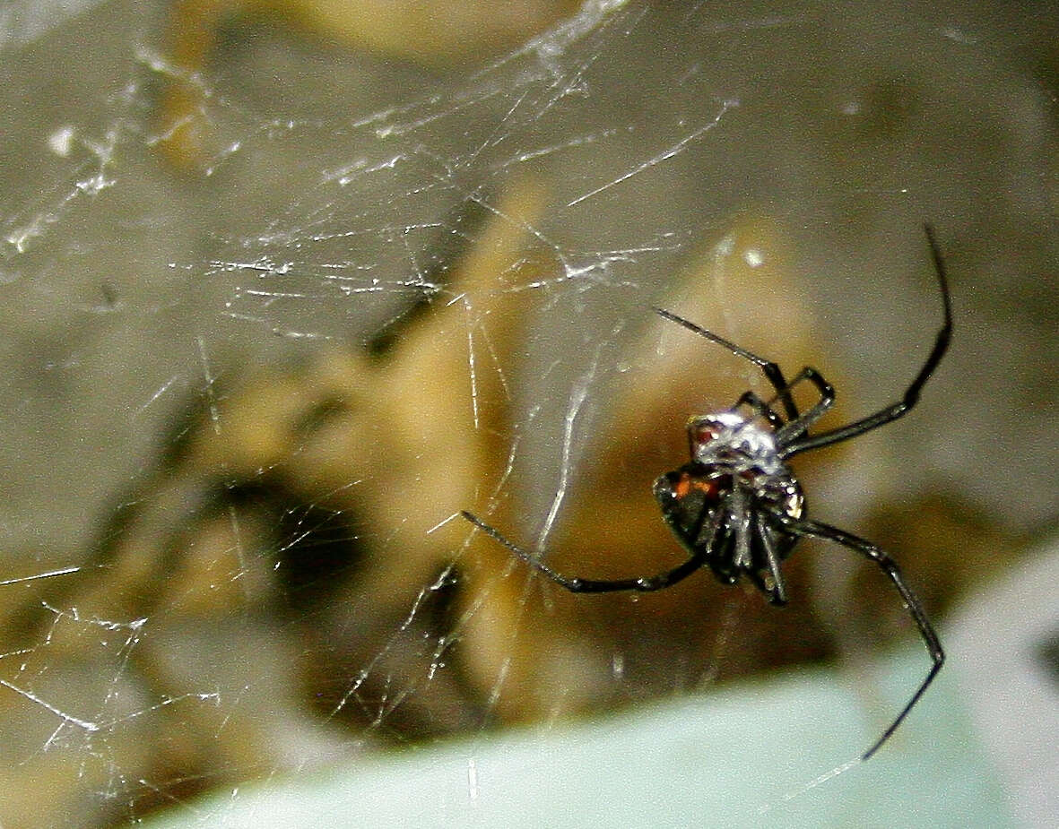 Image of Latrodectus