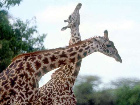 Image of Giraffes