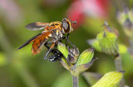 Image of Trichopoda giacomelli (Blanchard 1966)