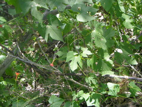 Слика од Ipomoea cristulata Hall. fil.