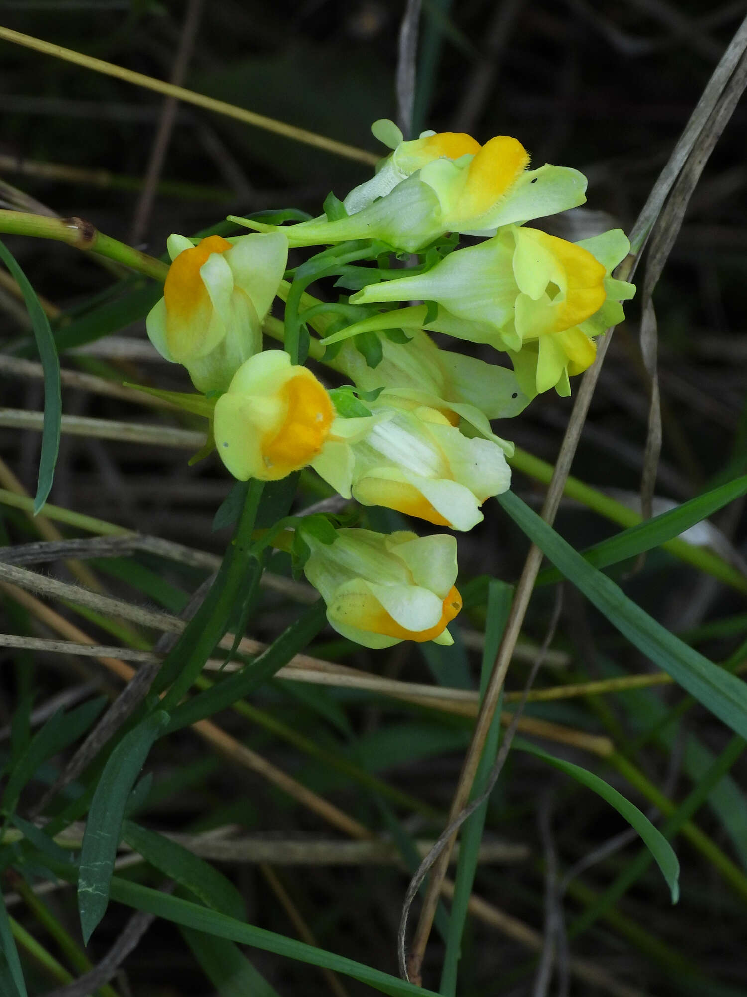 Image of Toadflax