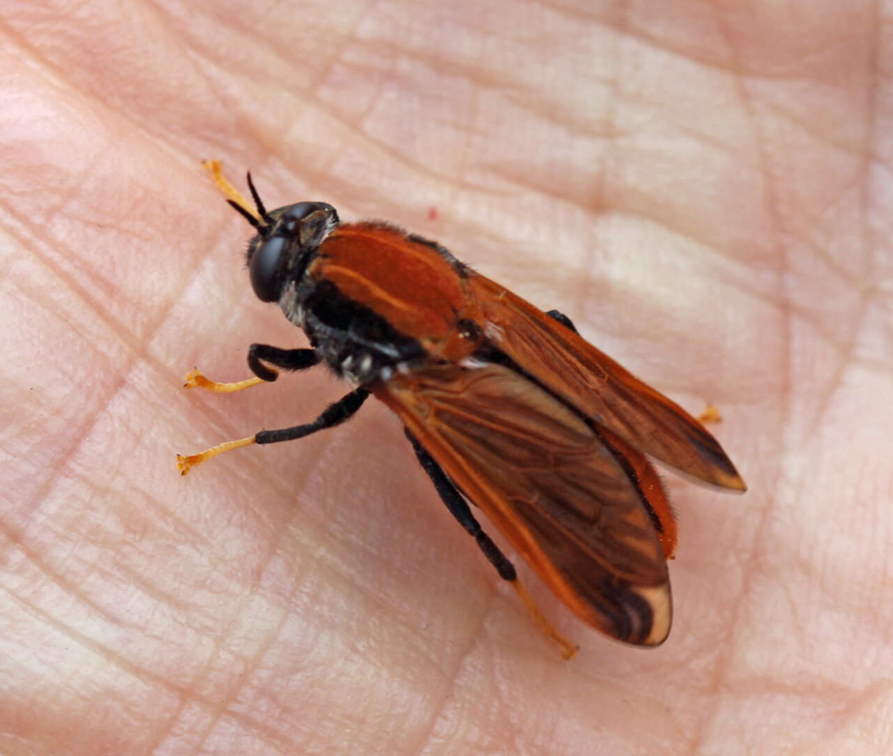 Image of pelecorhynchid flies