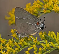 Image of White-M Hairstreak