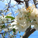 صورة Prunus yedoensis Matsum.