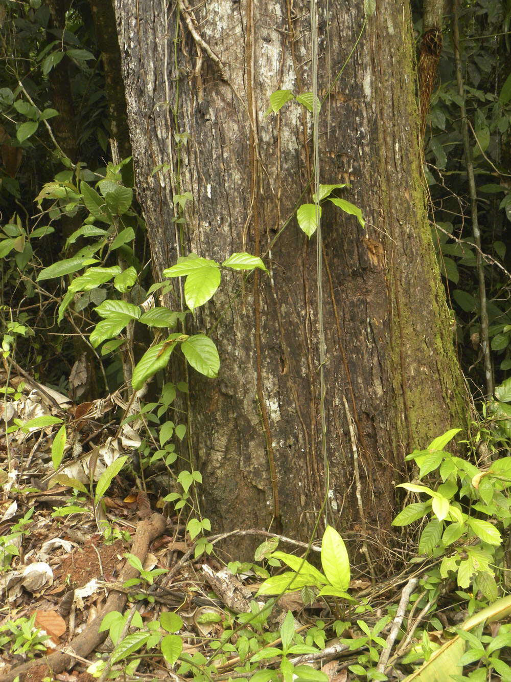 Image of Anthodiscus chocoensis Prance