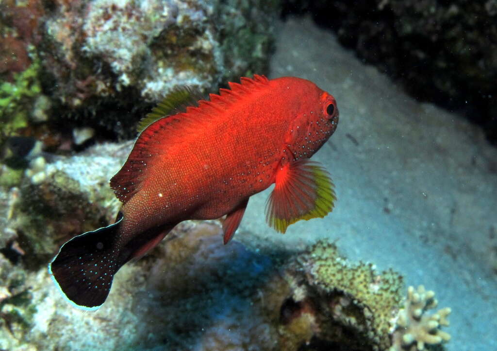 Cephalopholis hemistiktos (Rüppell 1830) resmi