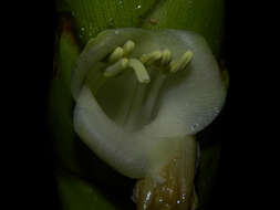 صورة Werauhia gladioliflora (H. Wendl.) J. R. Grant