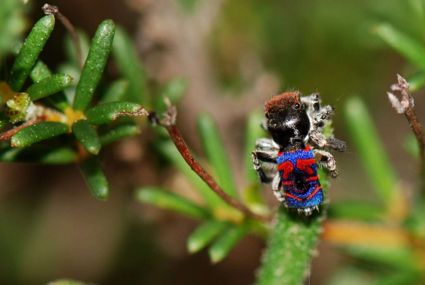 Image of Peacock Spiders