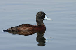 Слика од Oxyura australis Gould 1837