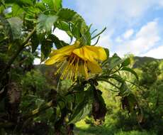 صورة Bidens cosmoides (A. Gray) Sherff