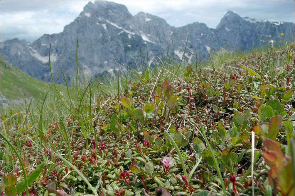 Image of Alpine-Azalea